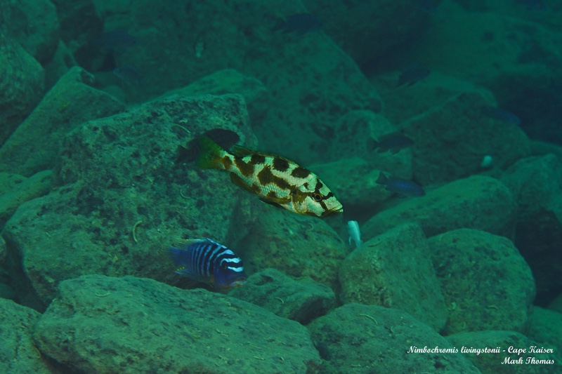 Nimbochromis livingstonii 'Cape Kaiser'